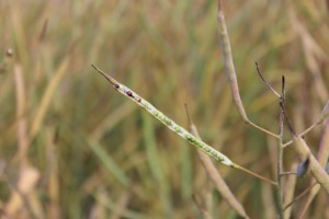 rapeseed green seed
