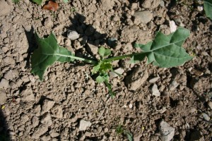 rapeseed slug damage
